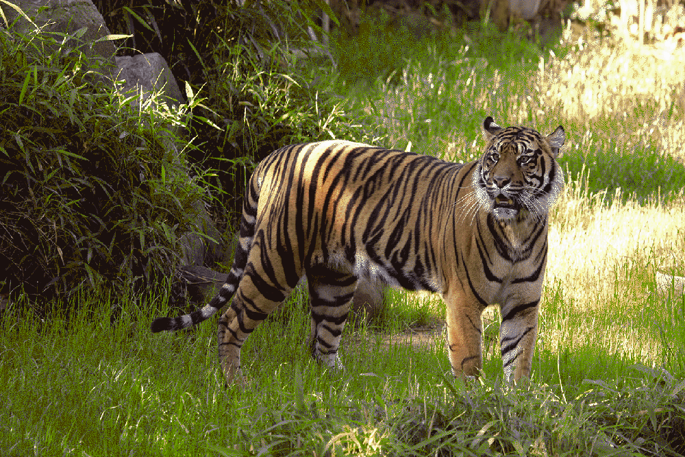 Tripsthan-ranthambhore-trip